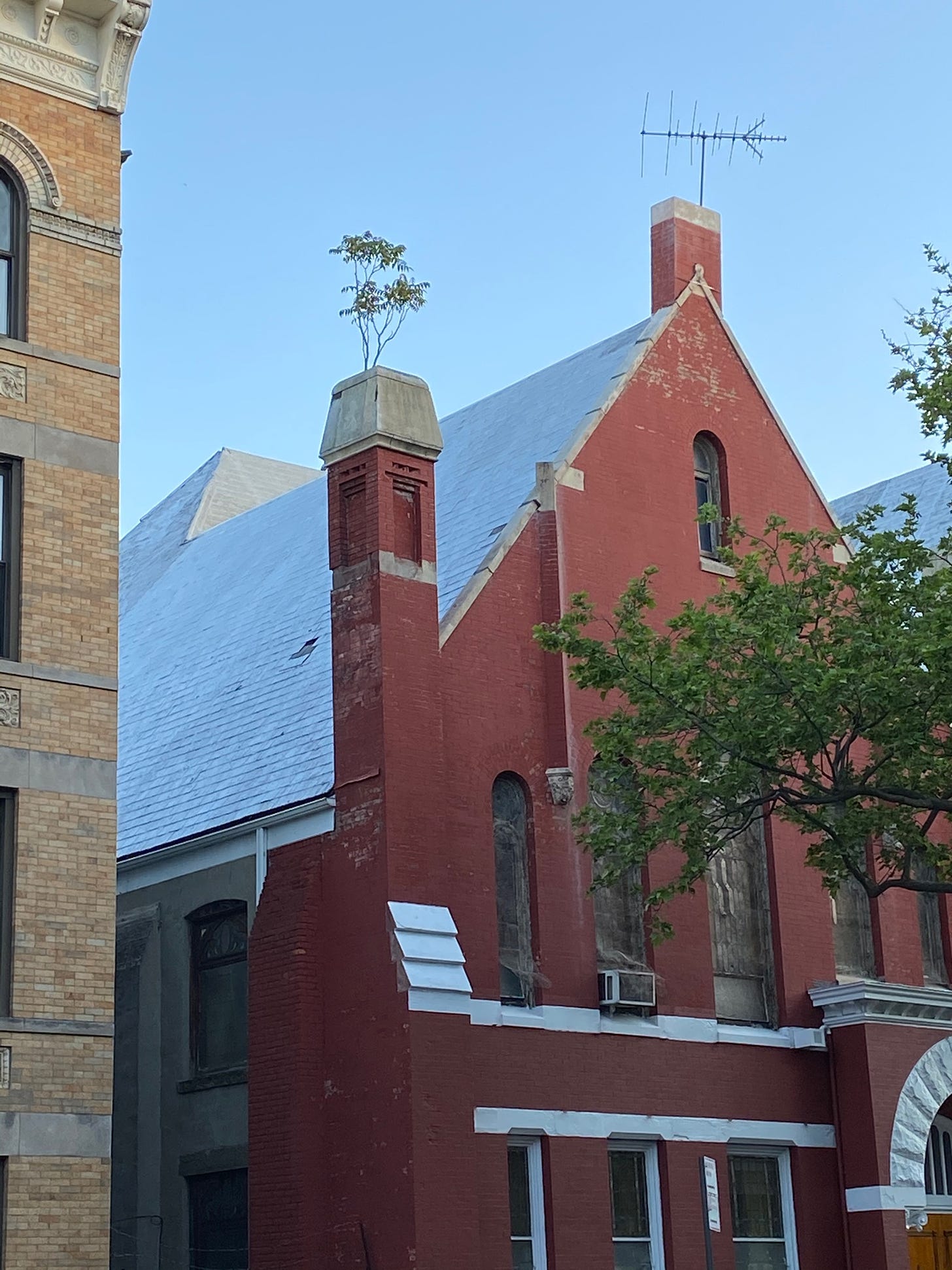 a short, spindly plant grows out of the chimney of a large brick church with a TV antennae on top of it