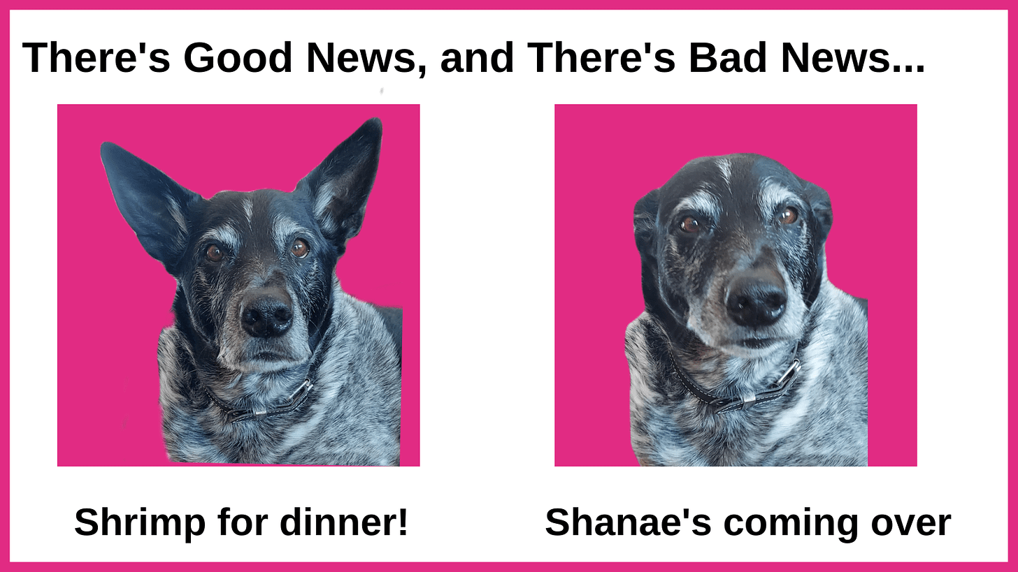 Picture of a dog with ears back, afraid of Shanae eating all the shrimp