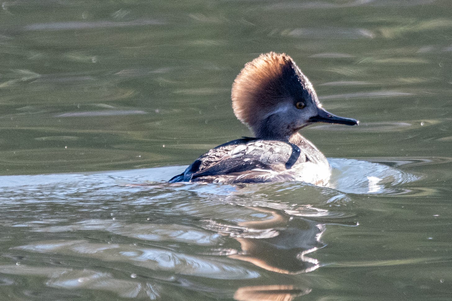 A female hooded merganser, punk hairdo in full bristle and illuminated from behind by the sun, swims away from the viewer as she looks back over her shoulder