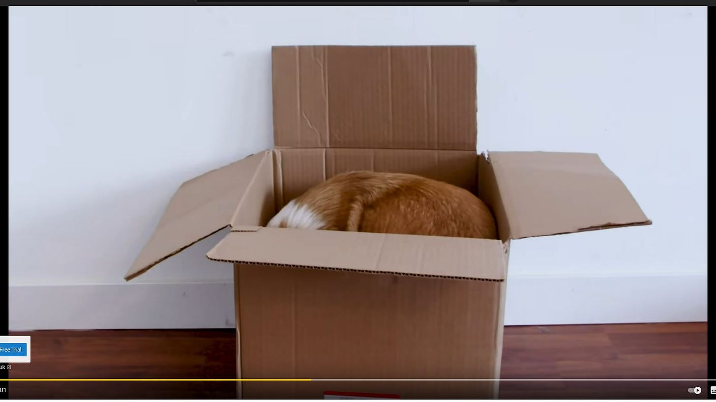 A dog in a box. Assume he’s just made a confused noise.