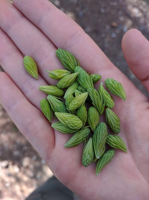 a pale hand holding spruce tips
