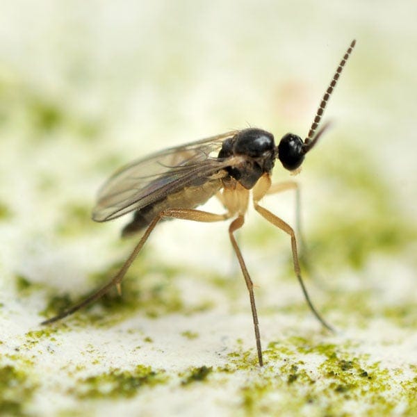 How to Get Rid of Fungus Gnats | Planet Natural