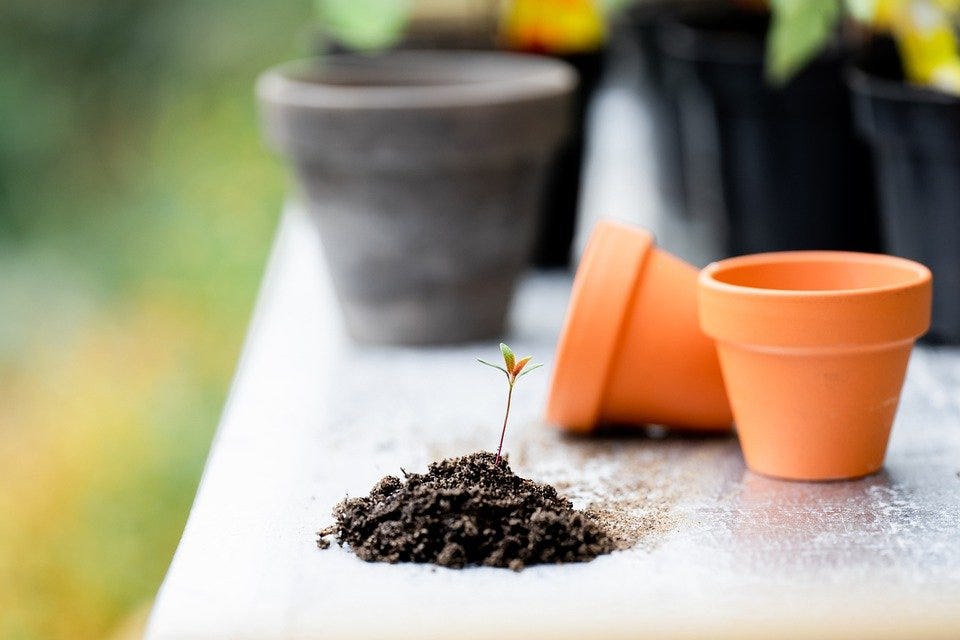 Plants, Soil, Pots, Tools, Gardening, Table, Garden