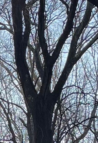 Dark tree against a blue sky. Branches that are connected at the trunk.