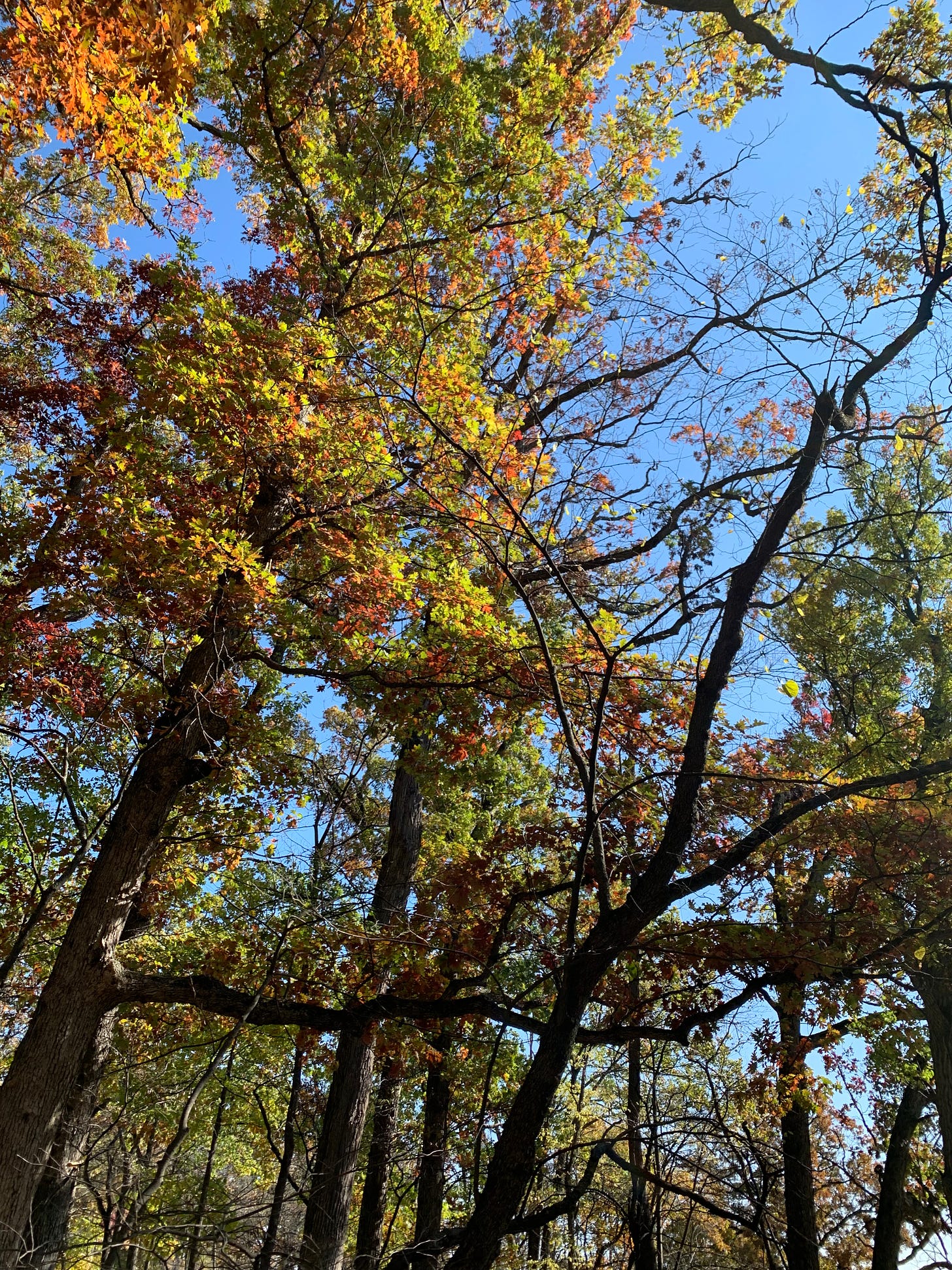 View up into the canopy of trees colored green and orange, with a bright blue sky behind them.