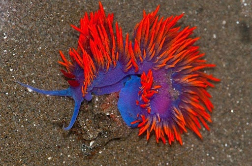 Spanish shawl nudibranch