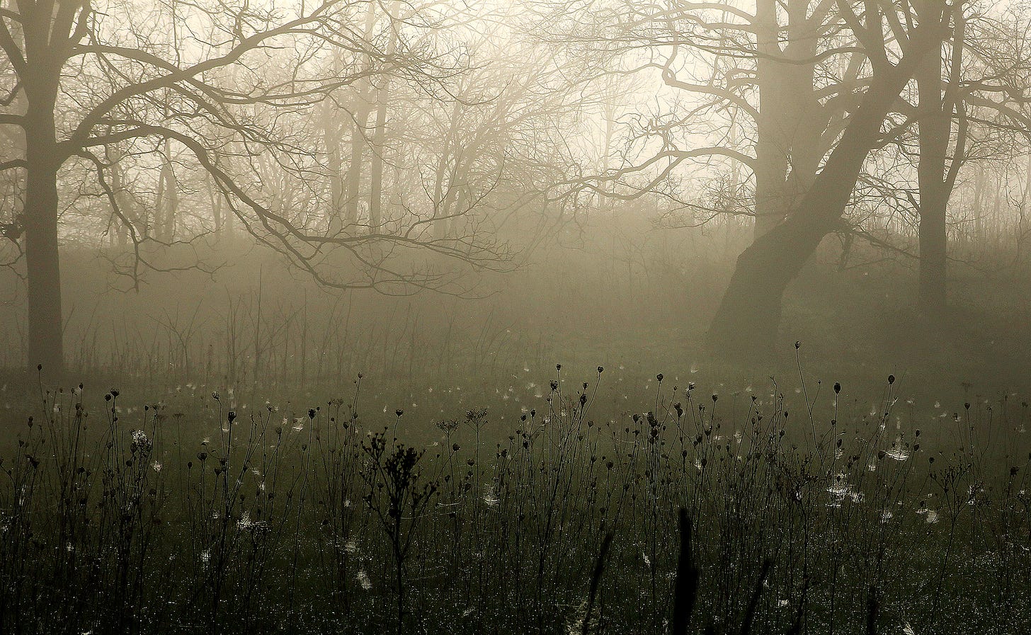 Like graveyard whispers, early spring fog enshrouds a hillside west of Knightstown. 