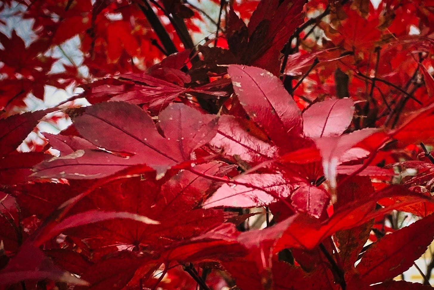  Closeup of Red Japanese Mapel leaves