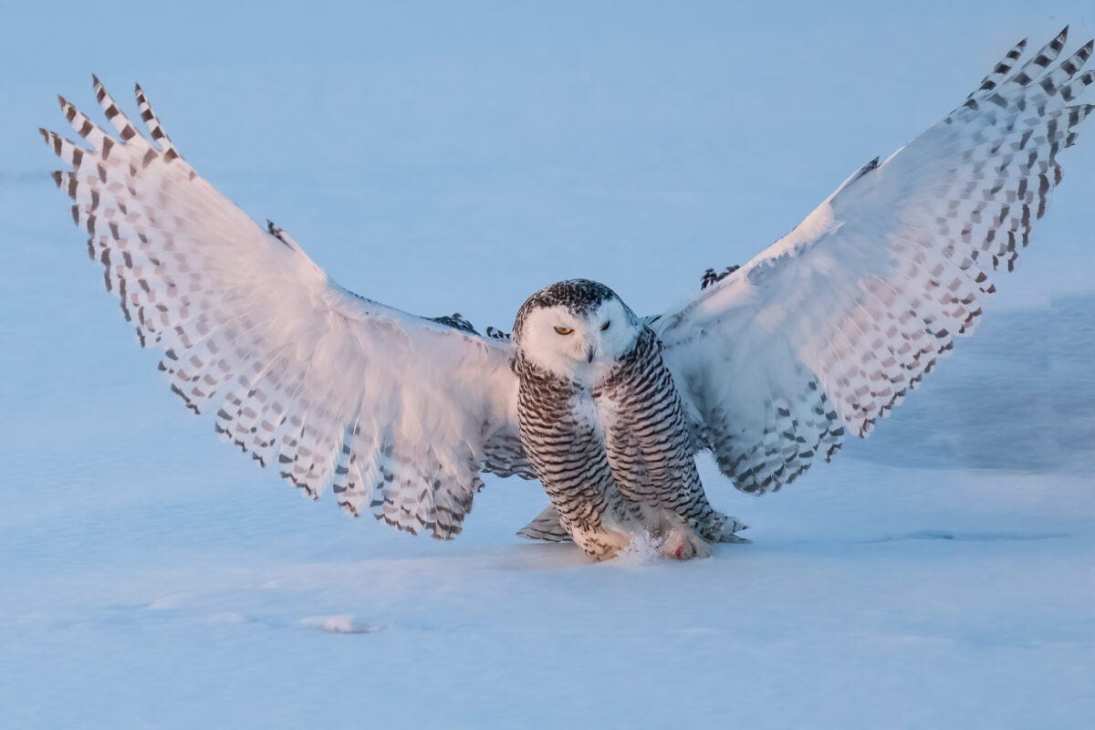 Animal Facts: Snowy owl | Canadian Geographic