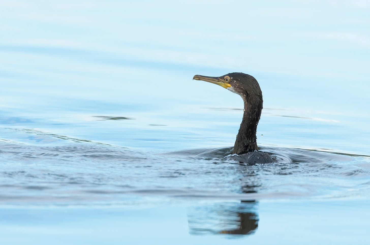 Photo of a shag in water