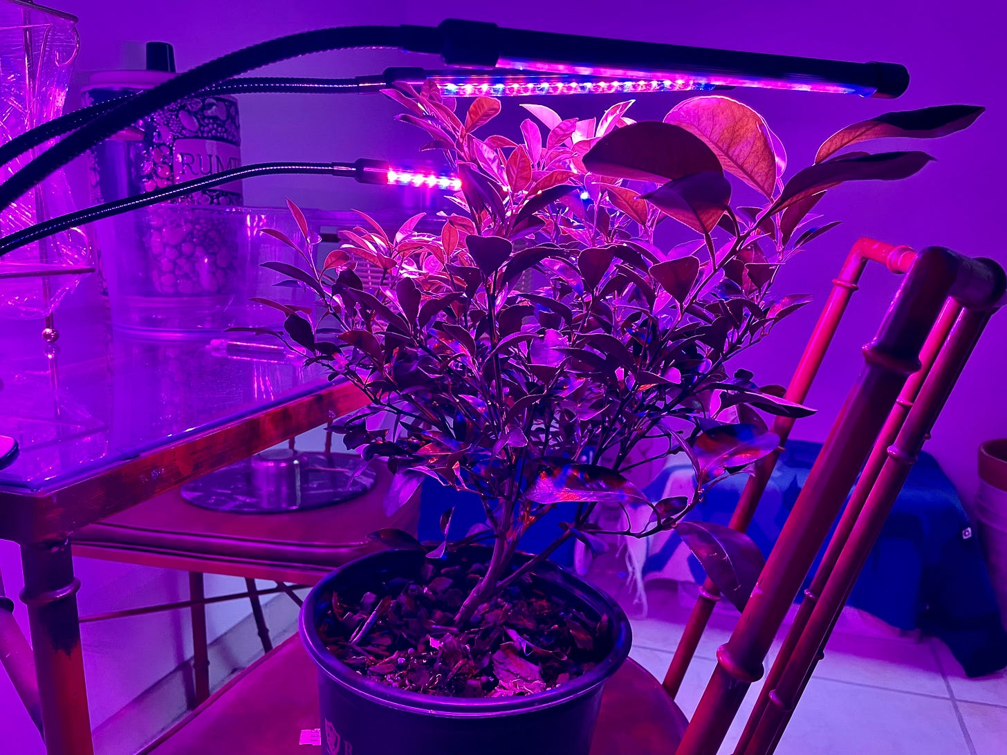 ID: A shrubby looking calamansi sitting on a kitchen chair under purple grow lights.