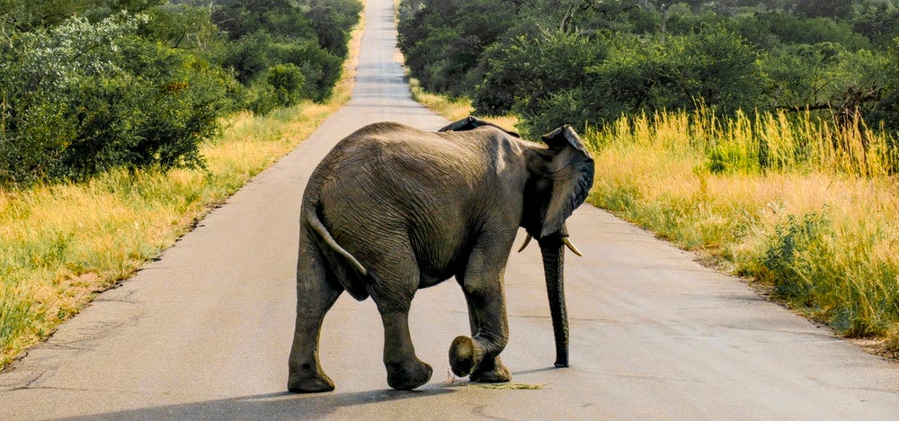 gray elephant on concrete road