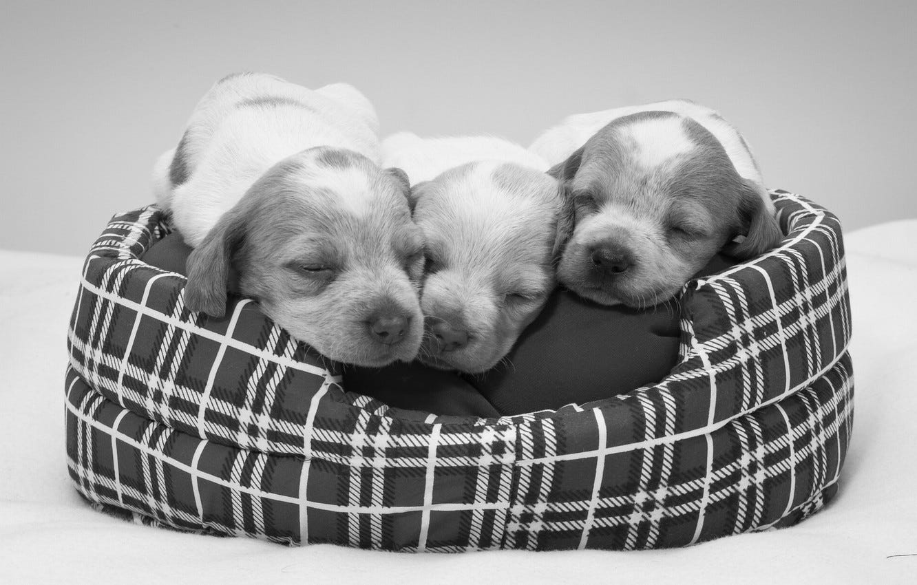 Wallpaper puppies, black and white, sleeping images for desktop, section  собаки - download