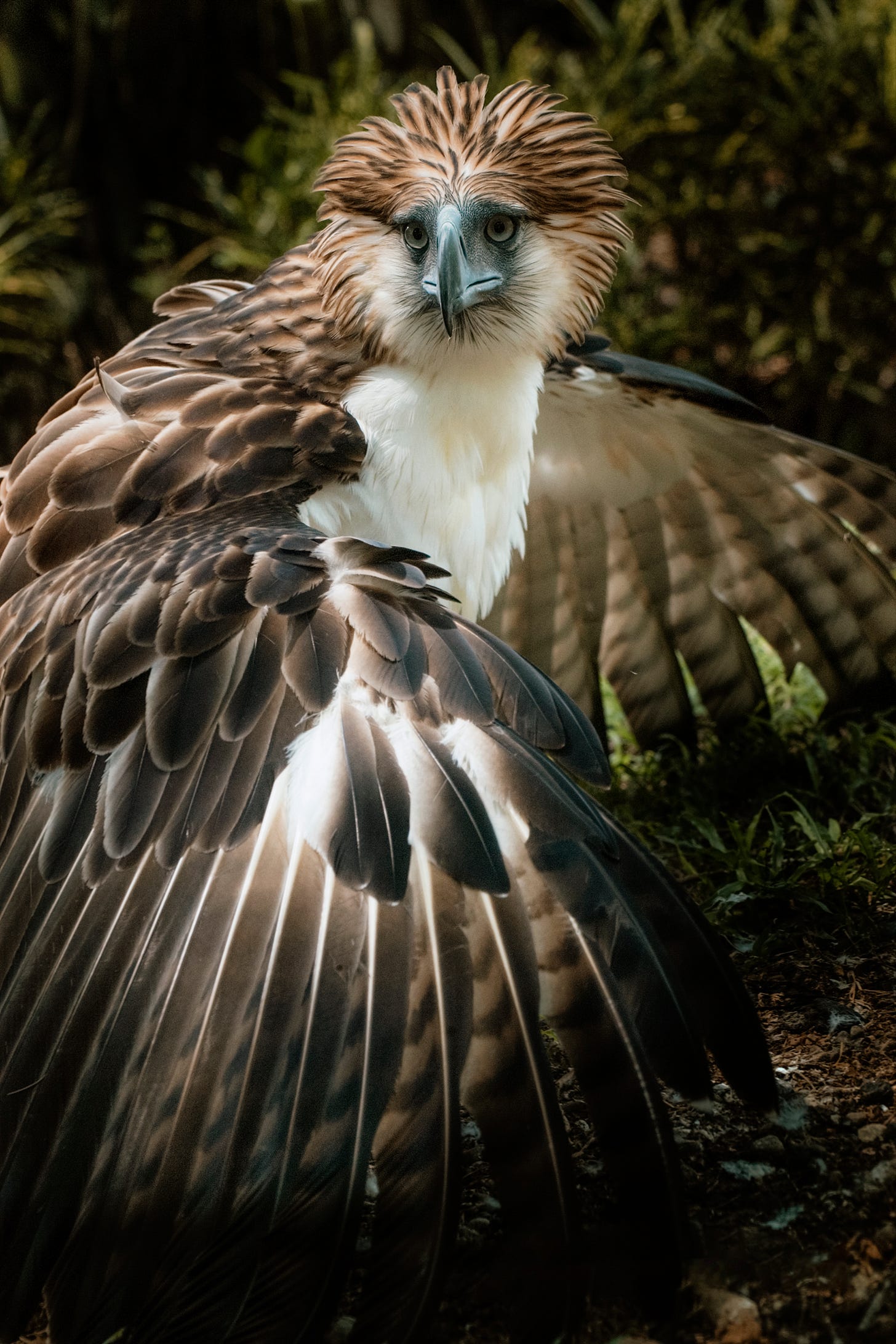 Philippine eagle - Wikipedia