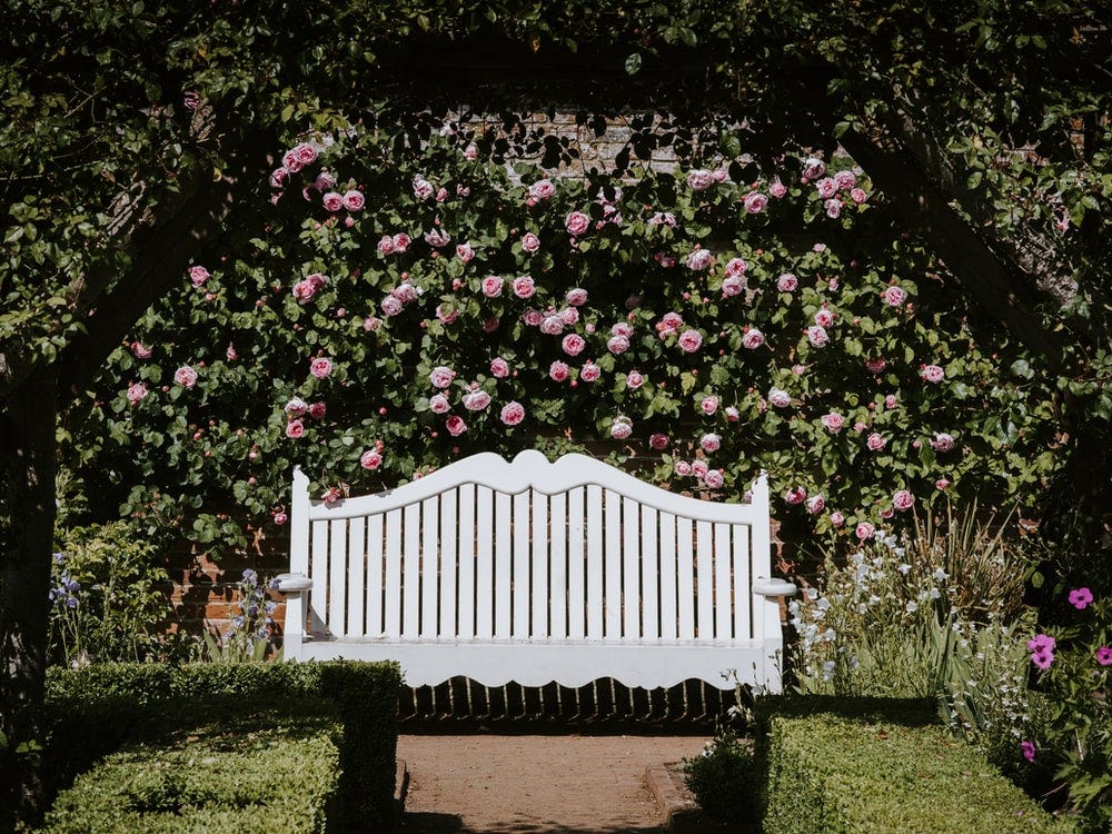 empty white wooden bench by wall of roses