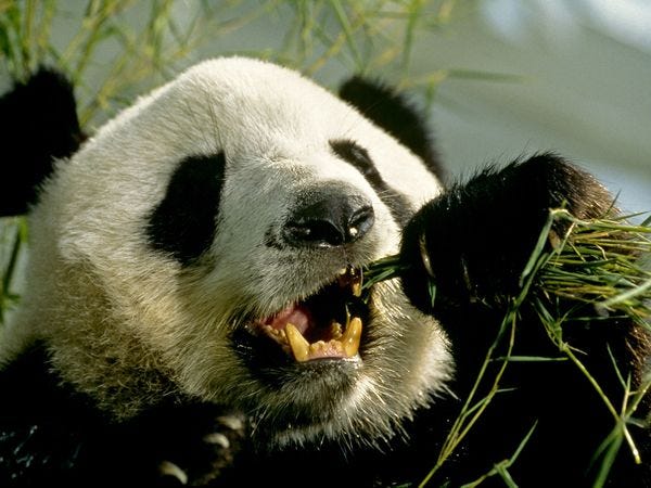 giant-panda_543_600x450