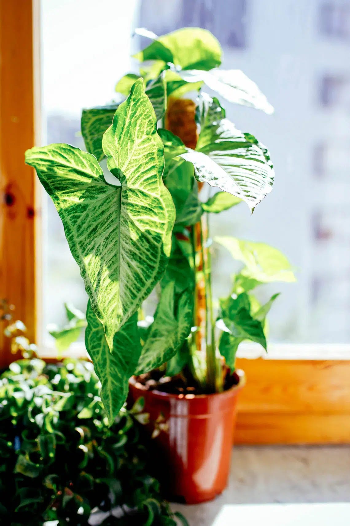 Arrowhead Plant Care: Expert Grow Tips for Syngonium Podophyllum – Garden  Betty