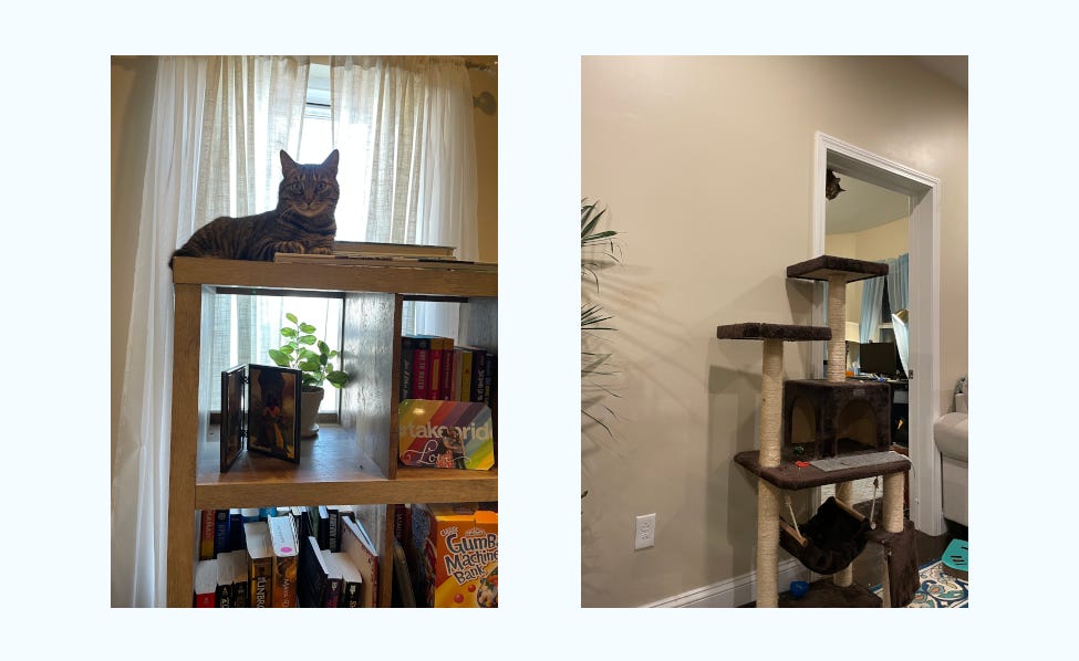 left is a picture of a big brown tabby resting on a bookshelf full of books, pictures, and plants. on the right is a seemingly empty photo of a cat tree and door, but there's a little cat face peering through the door into the living room