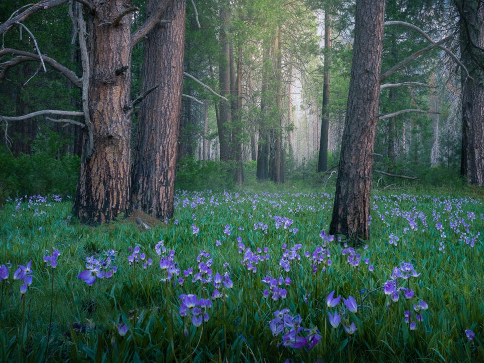 How to Photograph Trees and Forests