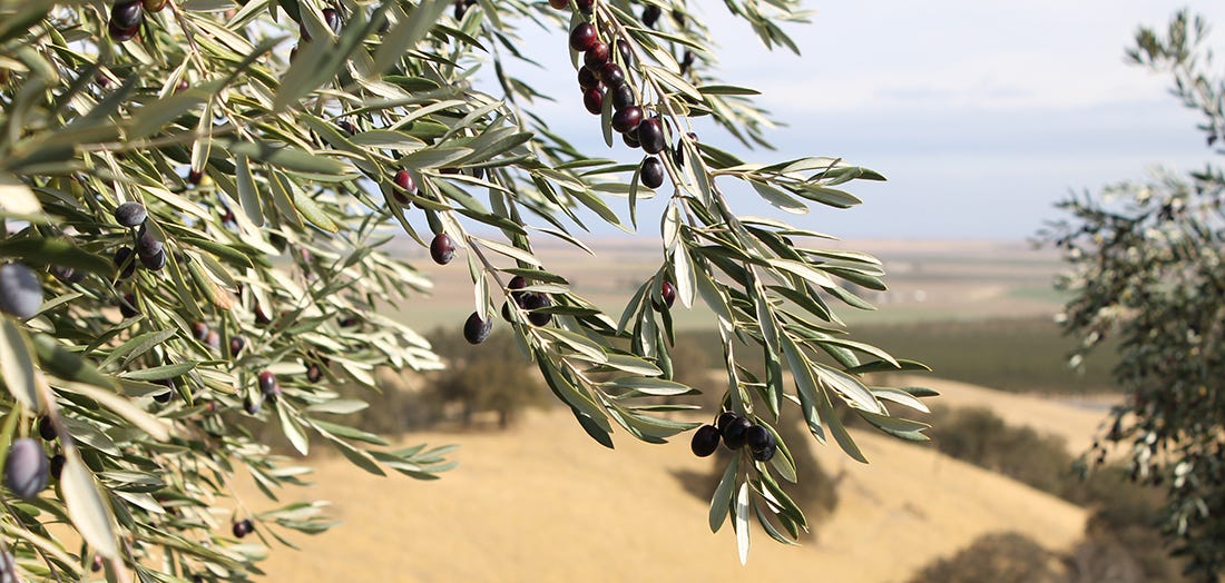 Olive Trees at Seka Hills