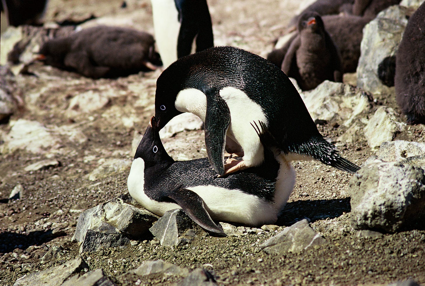 Mating Adélie Penguins (Pygoscelis adeliae), Antarctic Peninsula |  GRID-Arendal