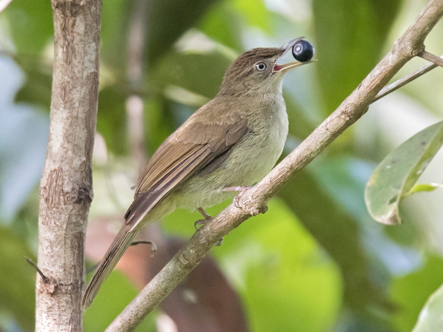 Charlotte's Bulbul - Ashraf Anuar Zaini