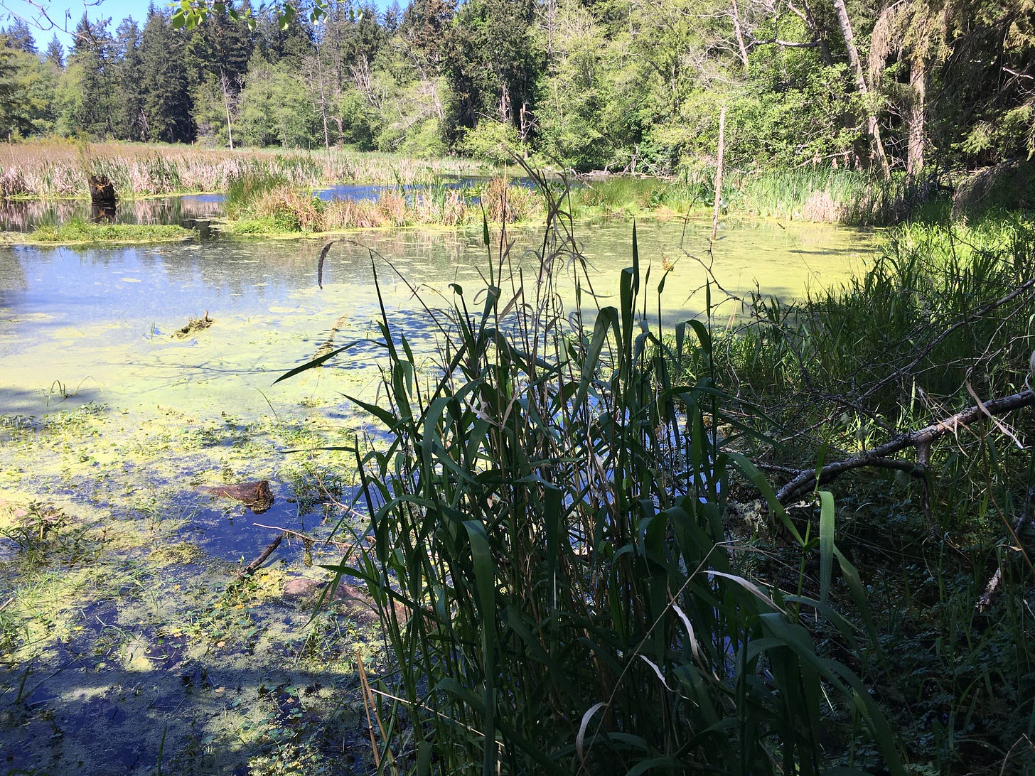 background is sun-lit marsh with brown and green grasses growing and algae on top of water, foreground is in the shade, green grasses standing tall