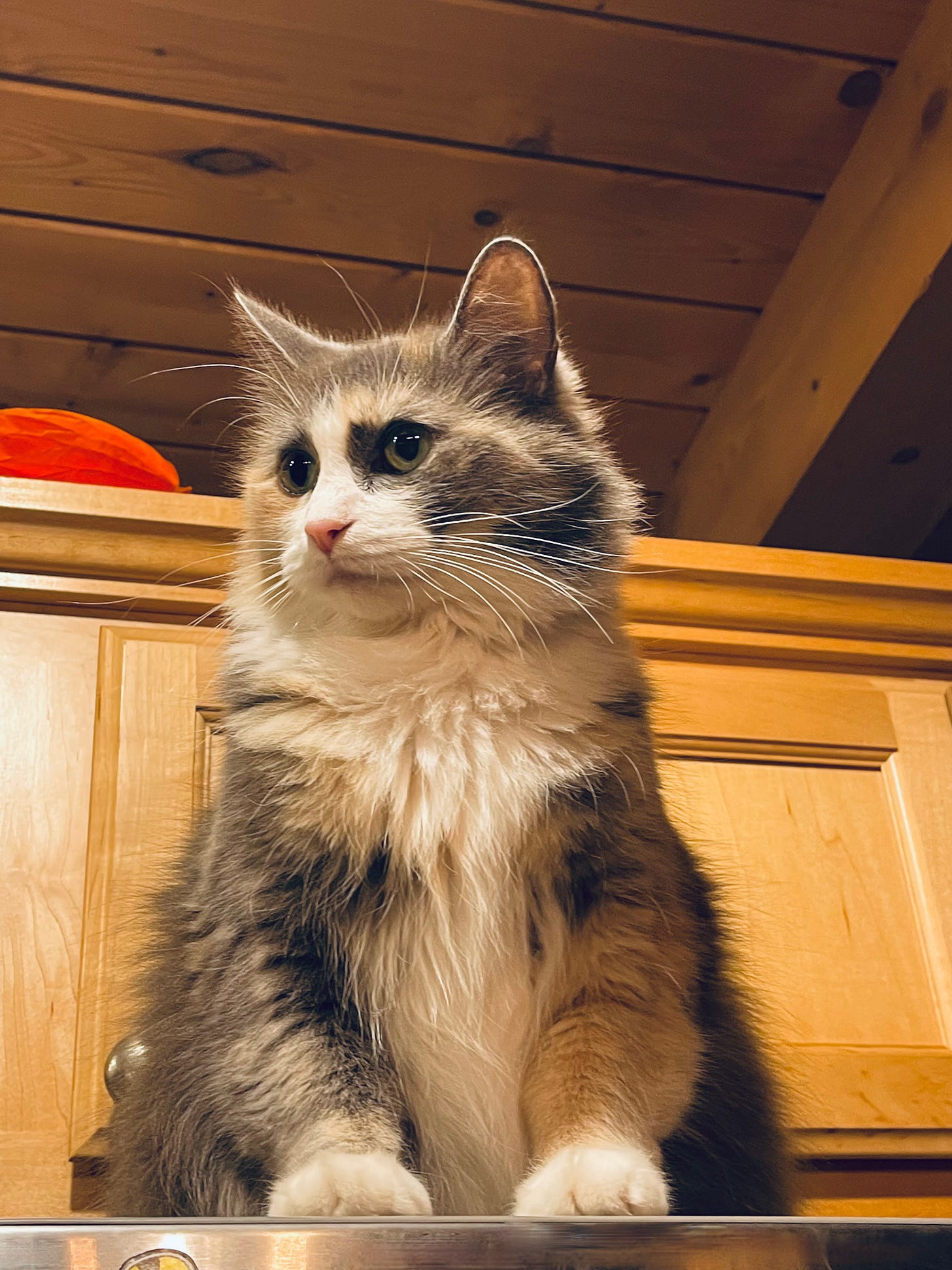 cat on a fridge looking around