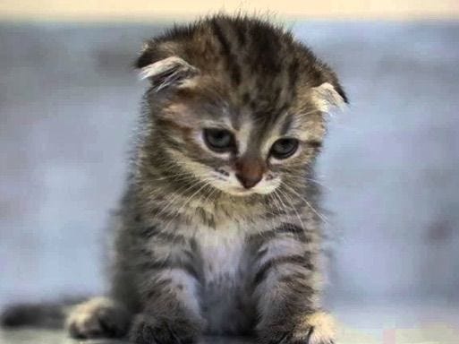 The Sad Kitten Look | Voltron Amino