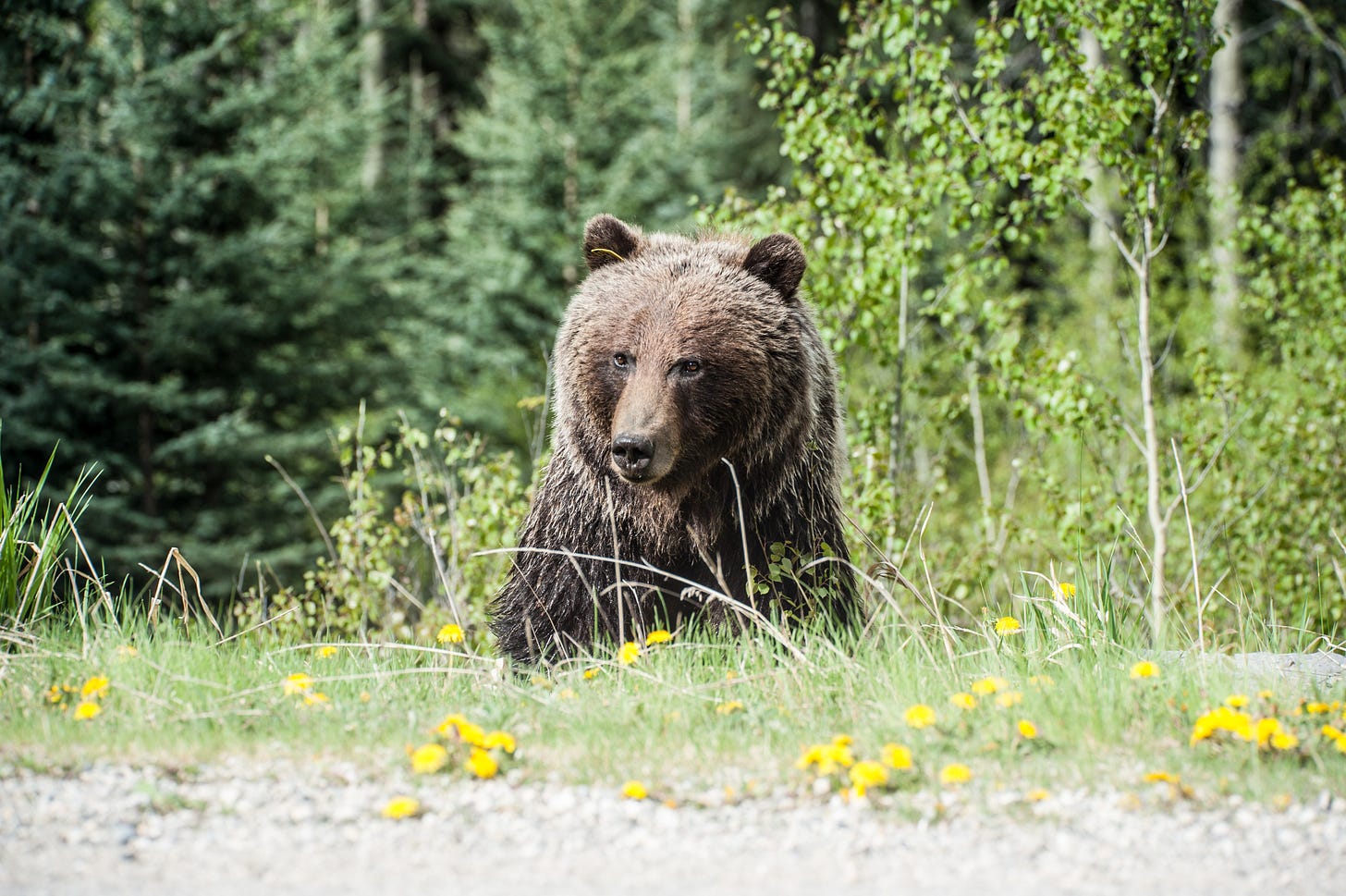 A brown bear in the woods