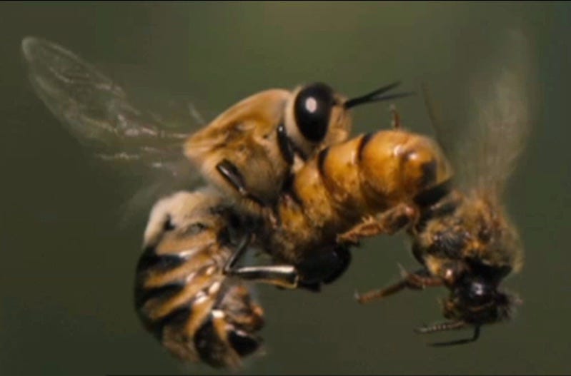 Image of mating honey bees.
