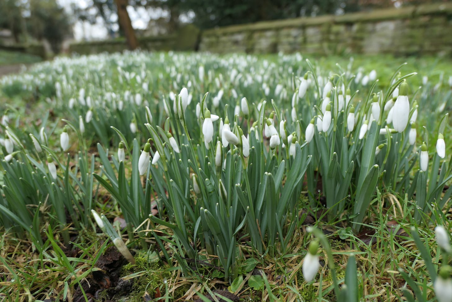 Snowdrops at All Saints’, Leamington Hastings (c) South Rugby News