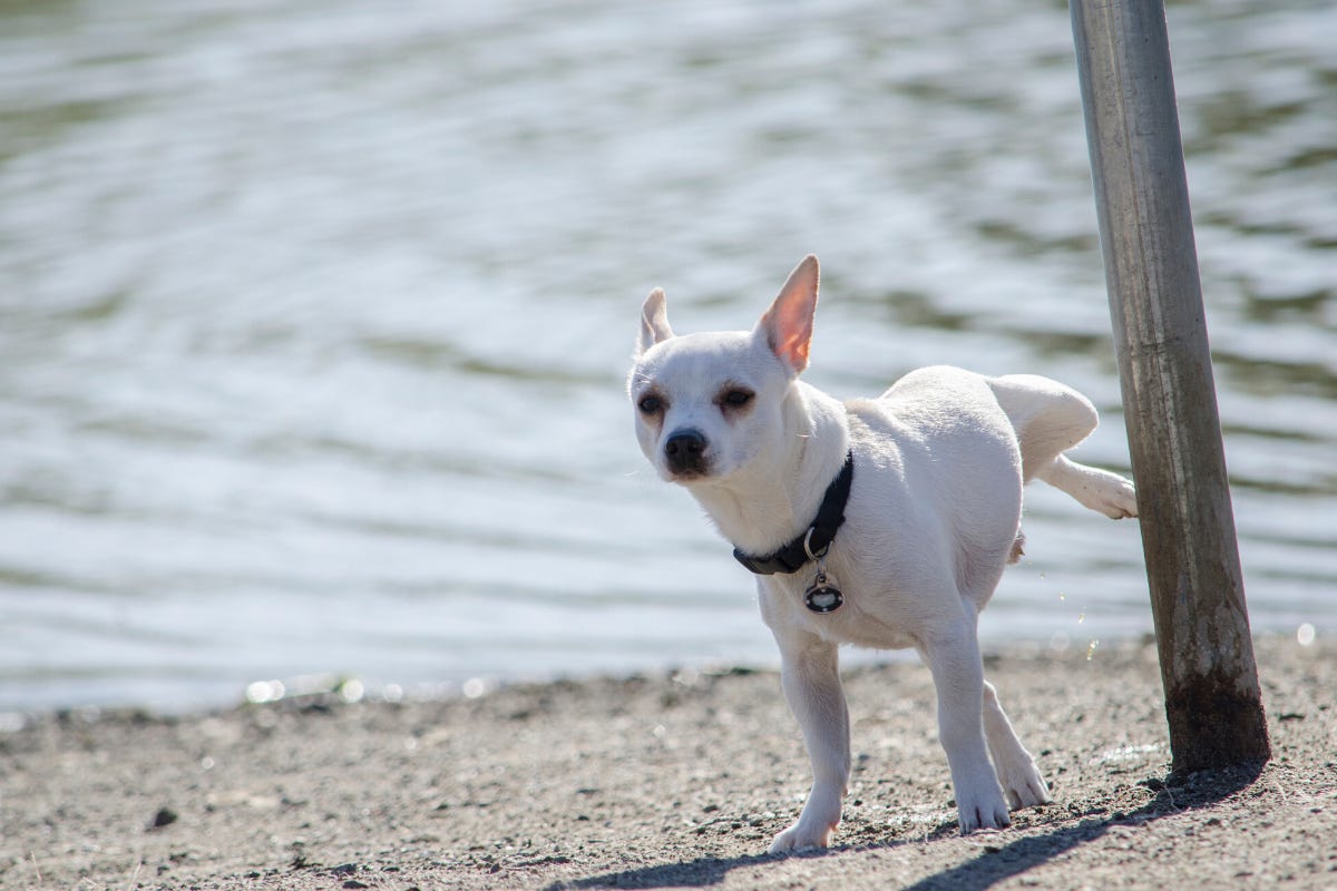 How Long Can a Chihuahua Hold Its Bladder? – Paw Wired