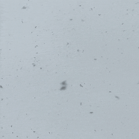 A stop-motion photo animation loop of snow falling from the sky with nothing in the background but white sky and white snow.