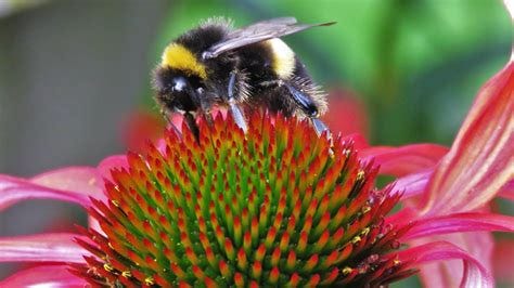 Building a pollinator-friendly garden, week three: choosing native and ...