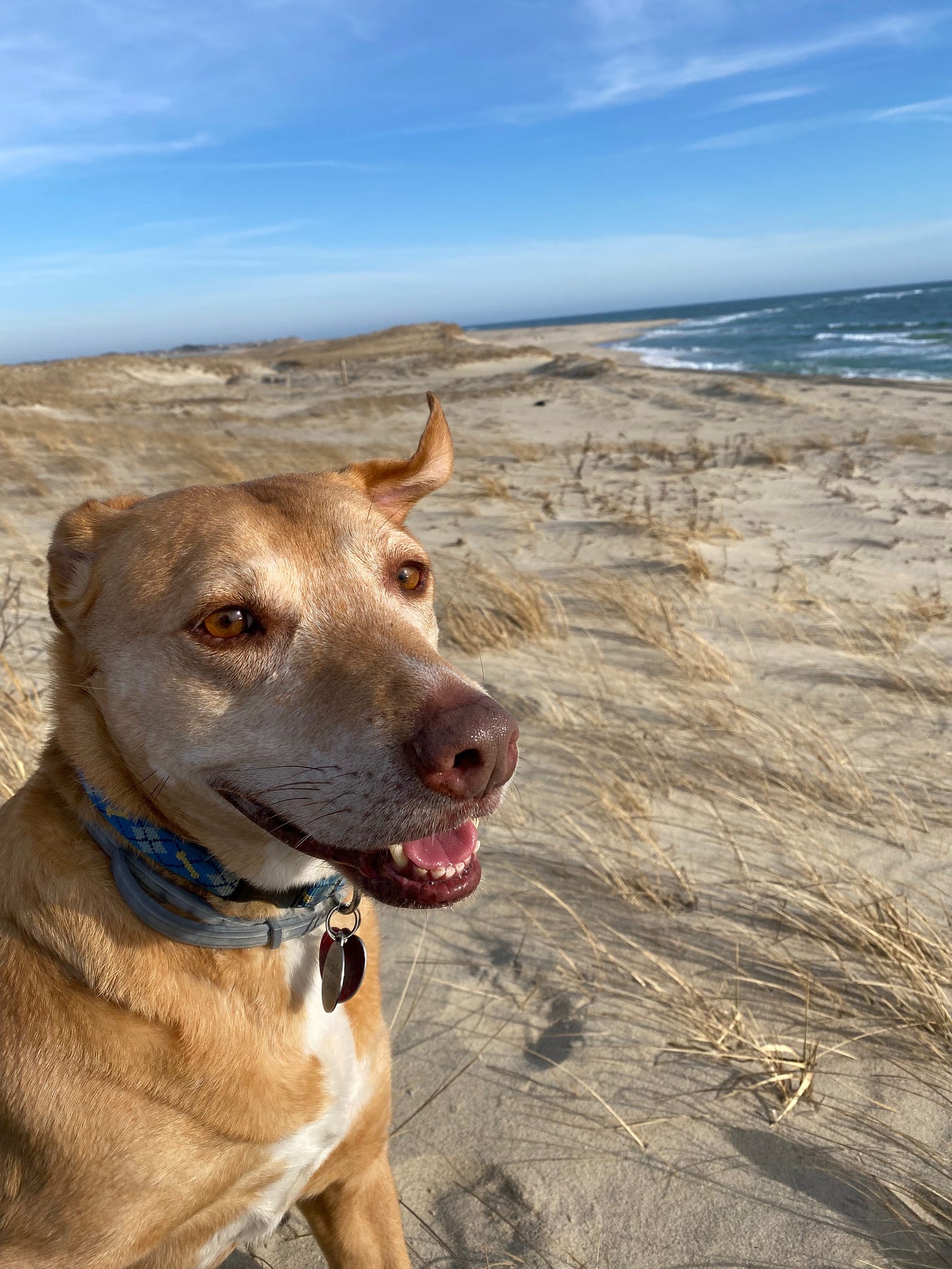 Nessa, a medium sized golden-brown dog, is sitting on a windswept beach. Her mouth is open, and one ear is flapping up in the wind. She looks happy.