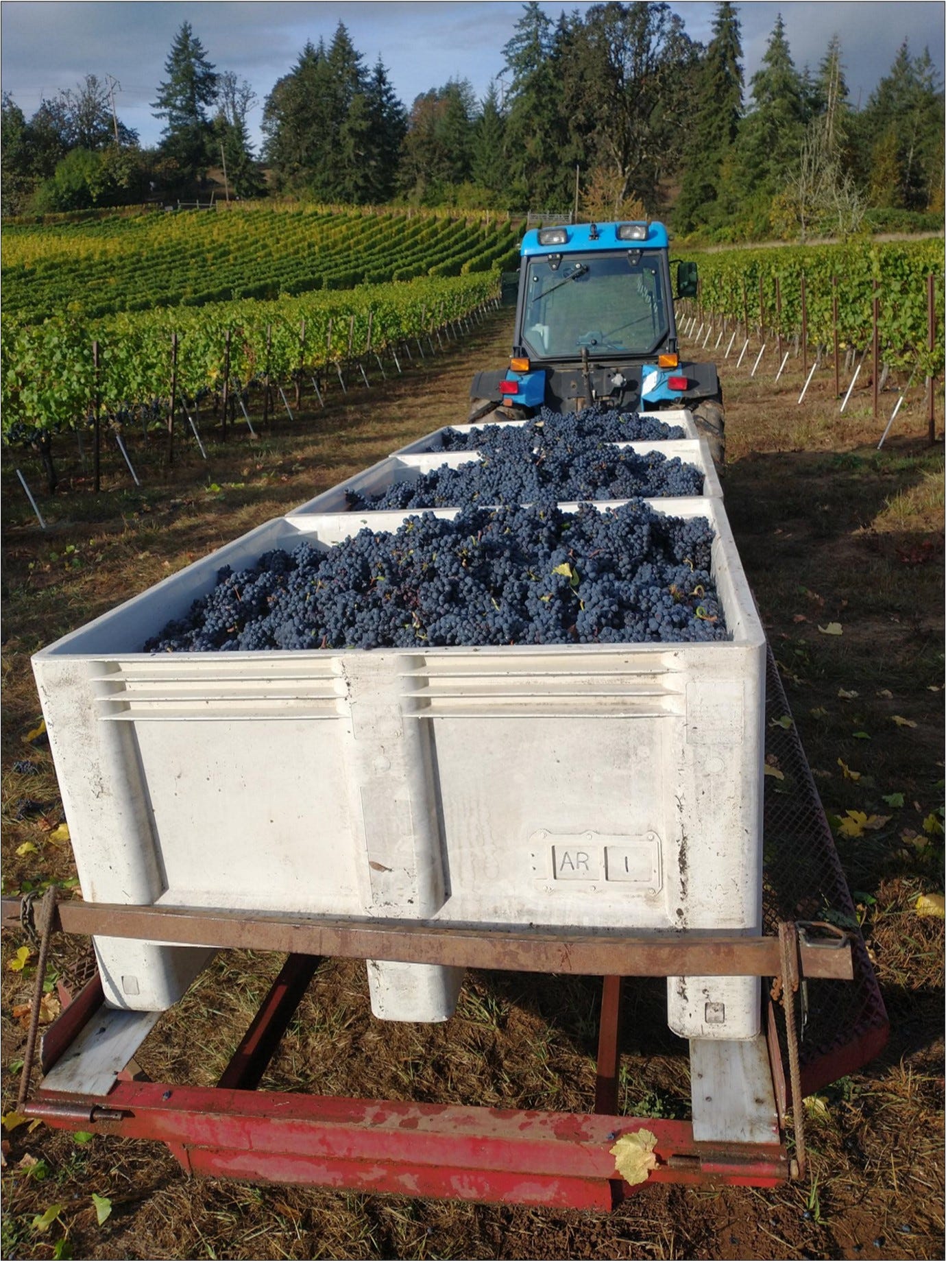 Cluster plucking Willamette Valley Pinot Noir at Amalie Robert Estate, Vintage 2022. 