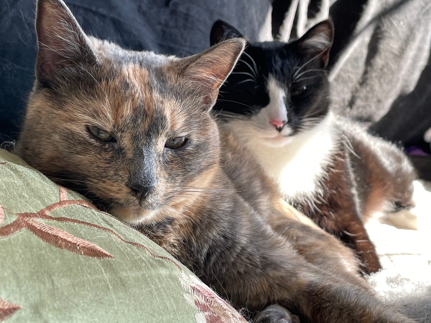 Two cats are shown reclining on a sofa. In the foreground, a dilute tortoiseshell cat is leaning against a green pillow, looking directly into the camera. In the background, slightly out of focus, a tuxedo cat with a black-and-pink nose is also looking toward the photographer.