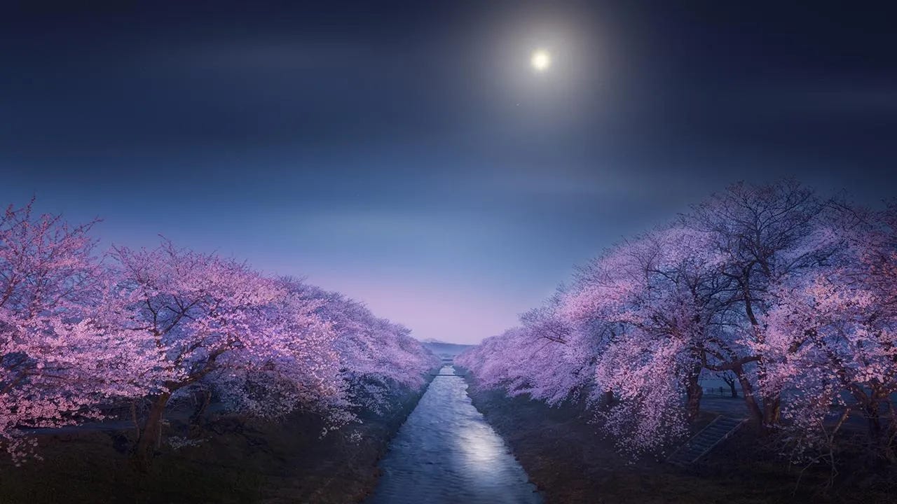 Una foto della luna scattata in Giappone. Un fiume è cinto su entrambi i lati da alberi di ciliegio rosa in fiore.