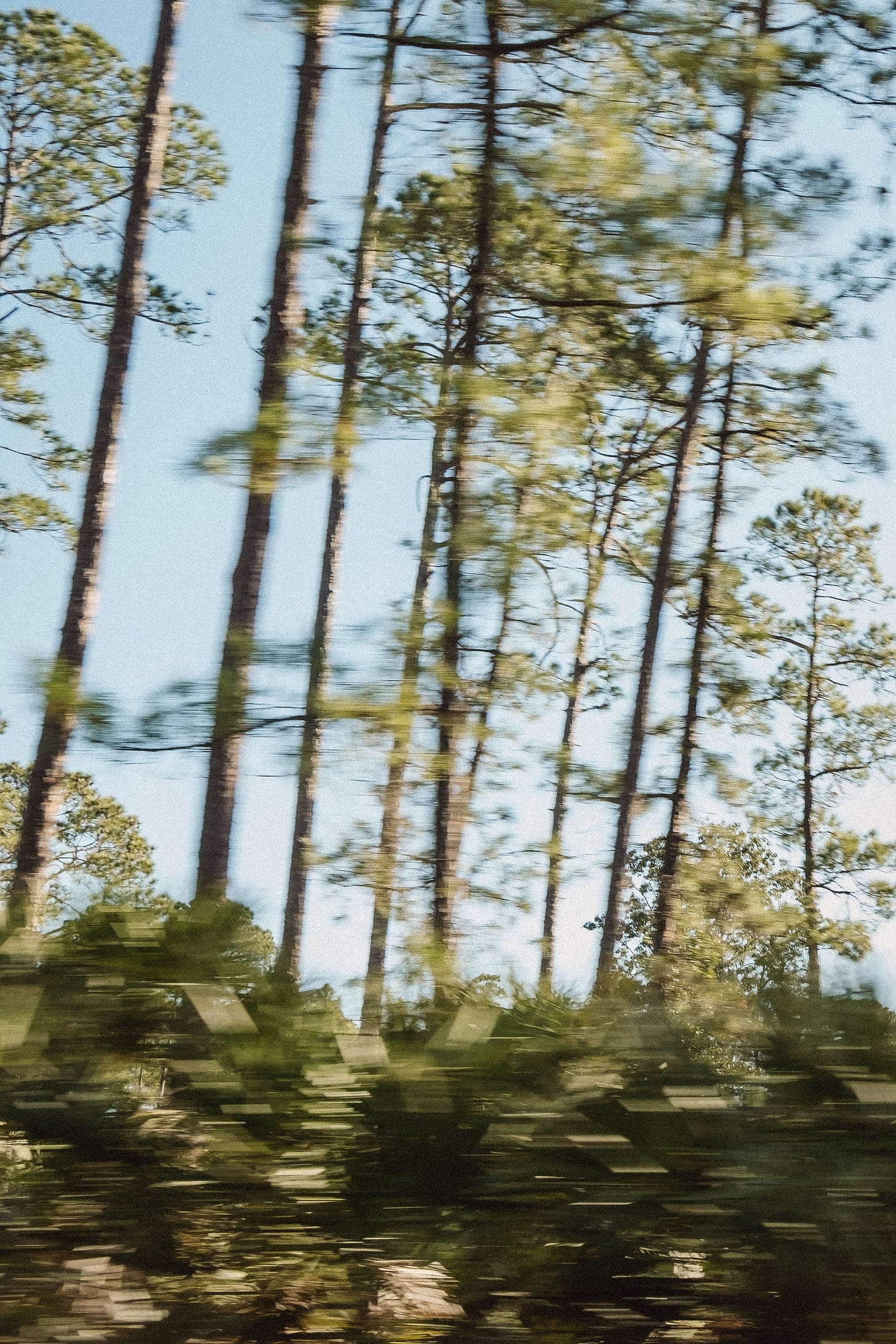 A blurred capture of pine  trees with a blue  sky behind. Taken from a moving vehicle.