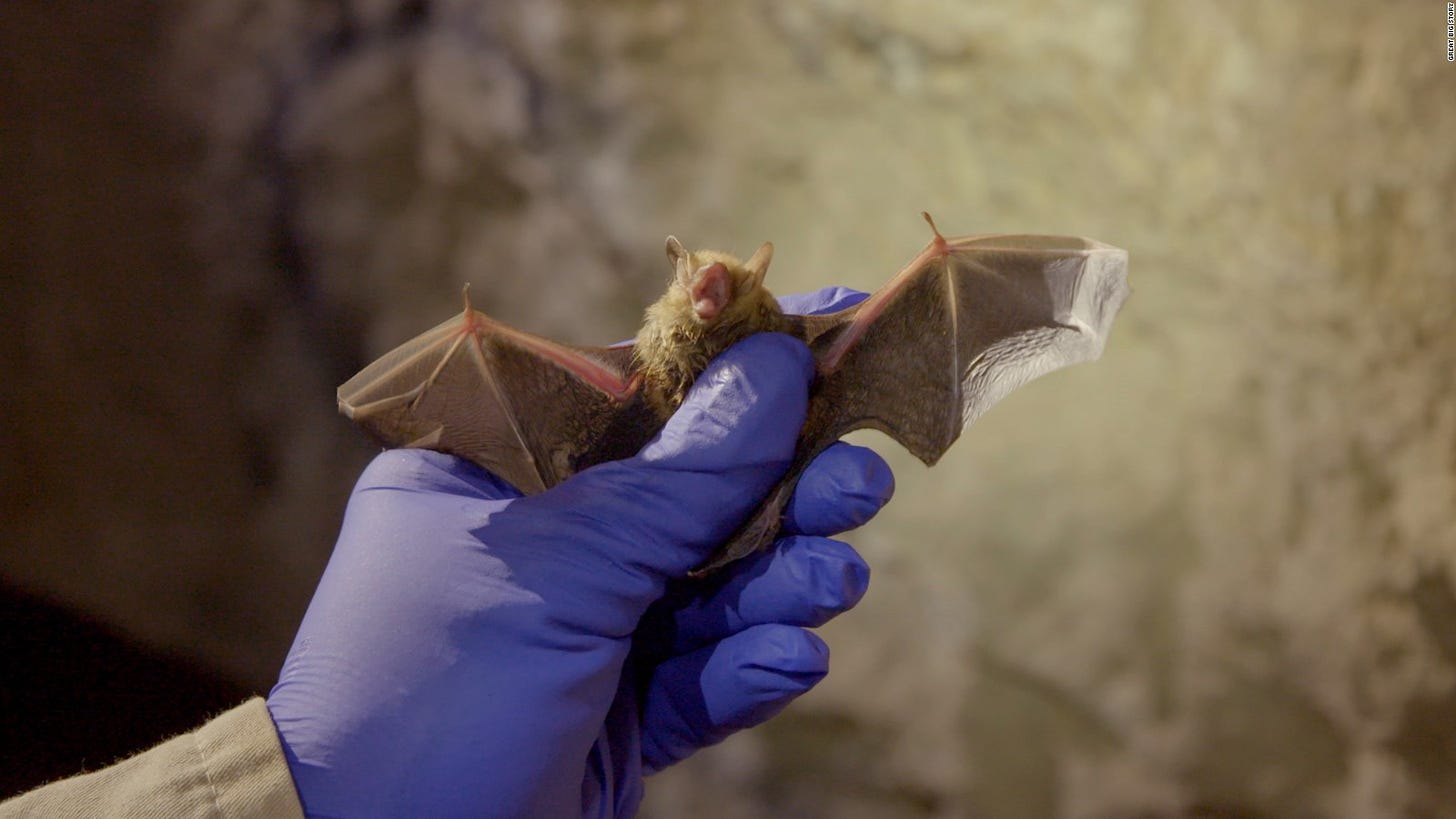 6 reasons why bats aren&#39;t enemies, starting with tequila - CNN