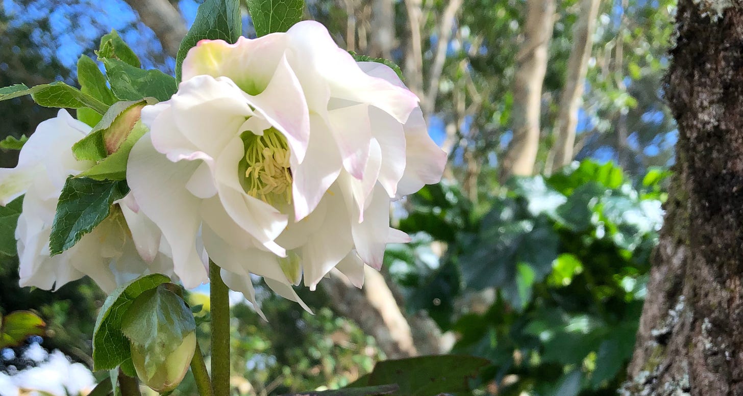 Close-up photo of a white hellebore
