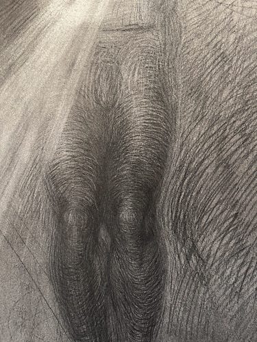 Newberry, Mourning Series - Gut Wrenching, detail of knees, 1992, charcoal on Rives BFK, 30x22"