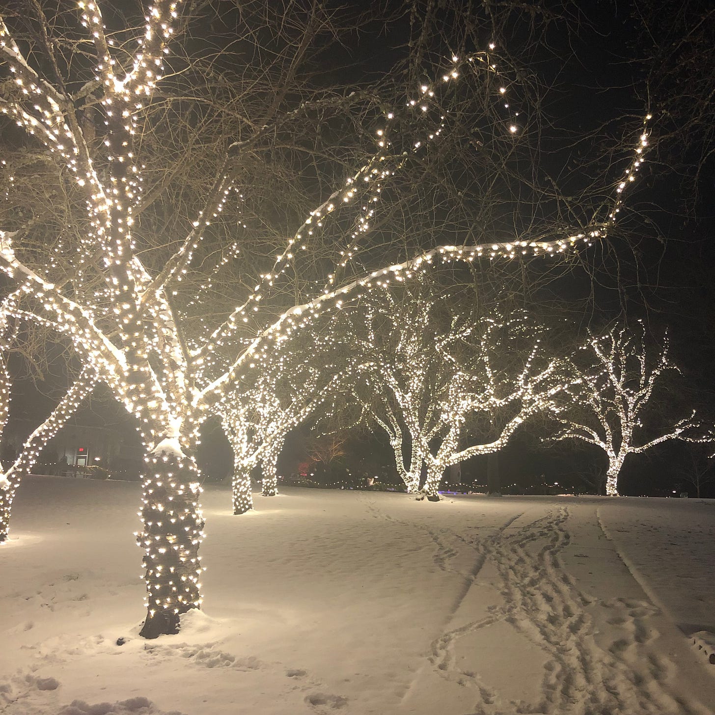 Trees with white Christmas lights