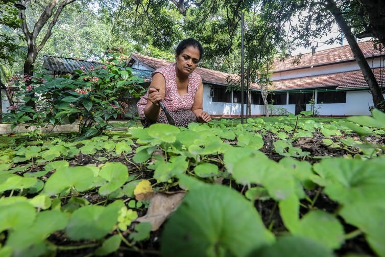 Deepthika Rupasinghe works in her garden in Colombo on June 24 2022. All government workers now get Fridays off to spend time growing vegetables to prevent looming food shortages.