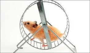 Hamster in a Hamster’s wheel