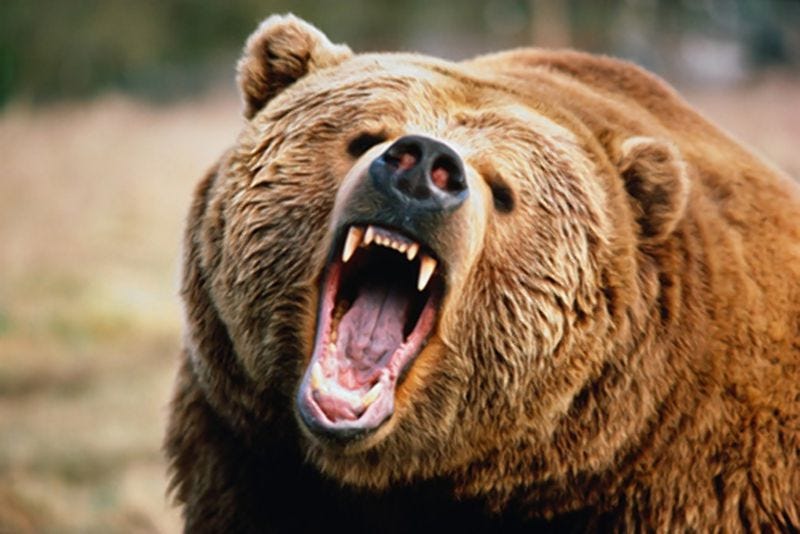 Angry Bears - Econlib