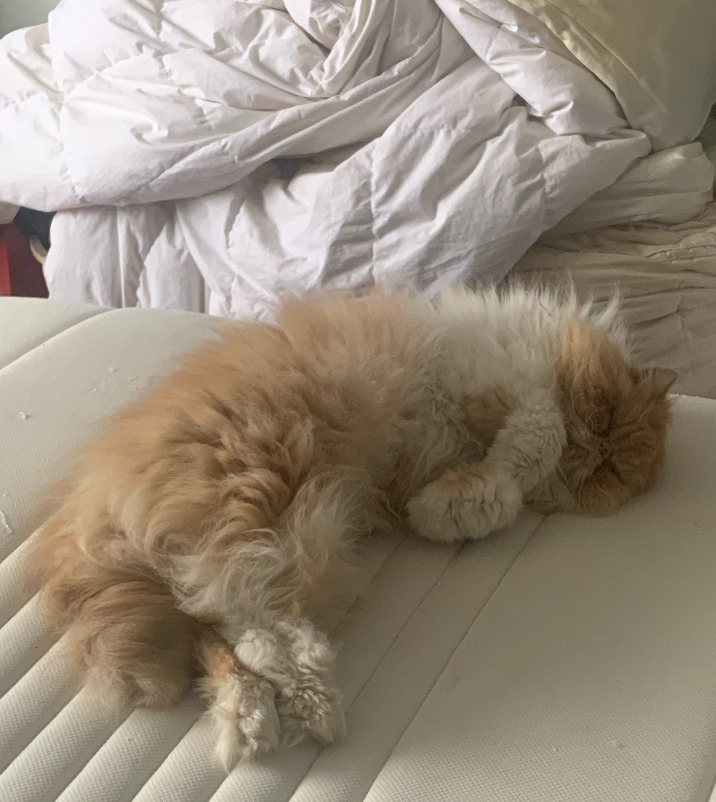 A fluffy cat is curled up on a mattress.
