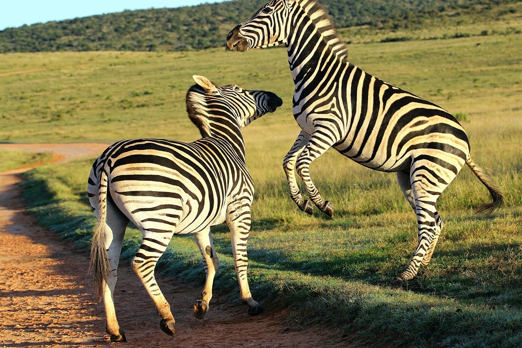 Two zebras sparring