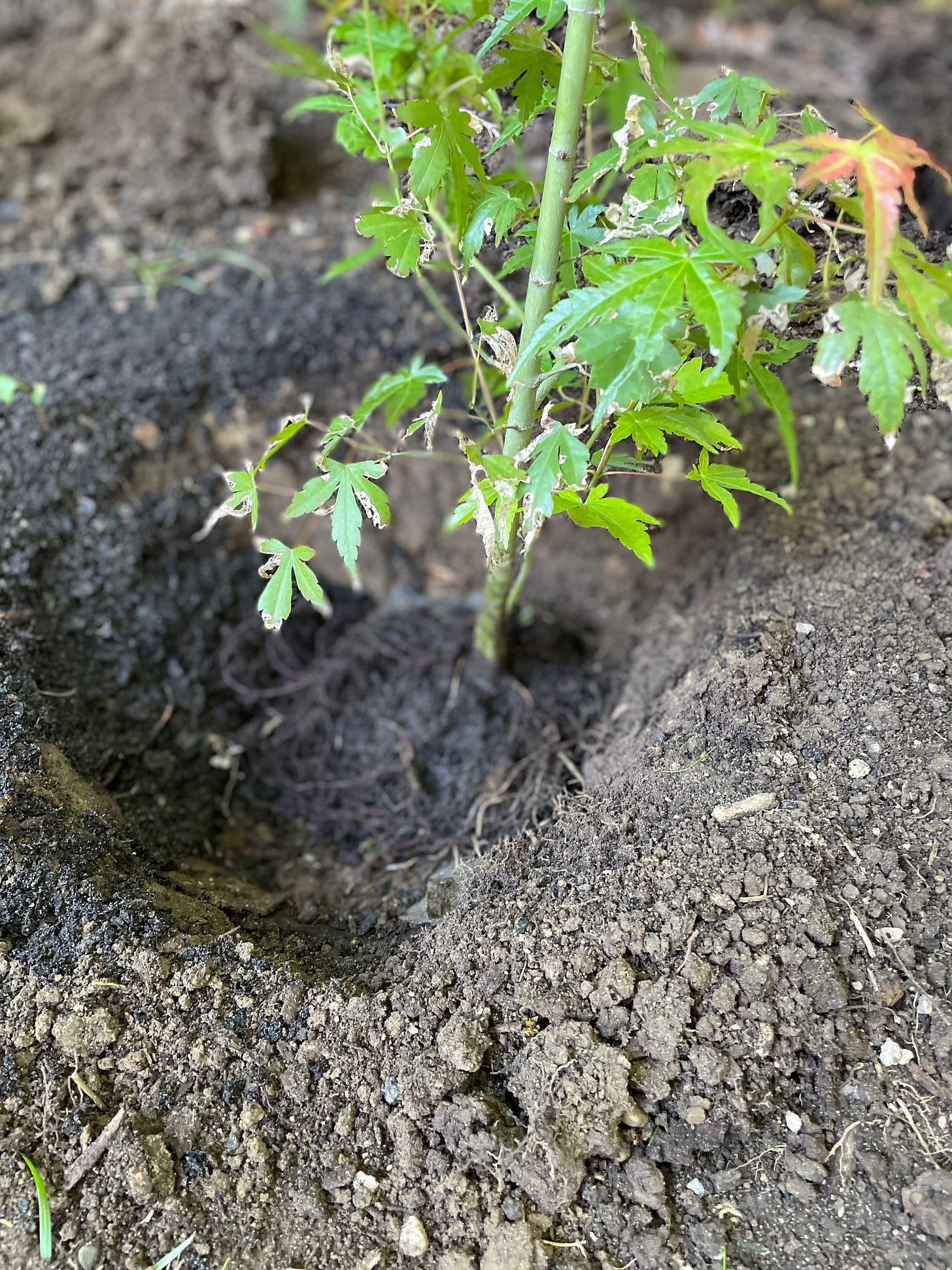 Image description: maple planted over the shingle in the hole. End image description.